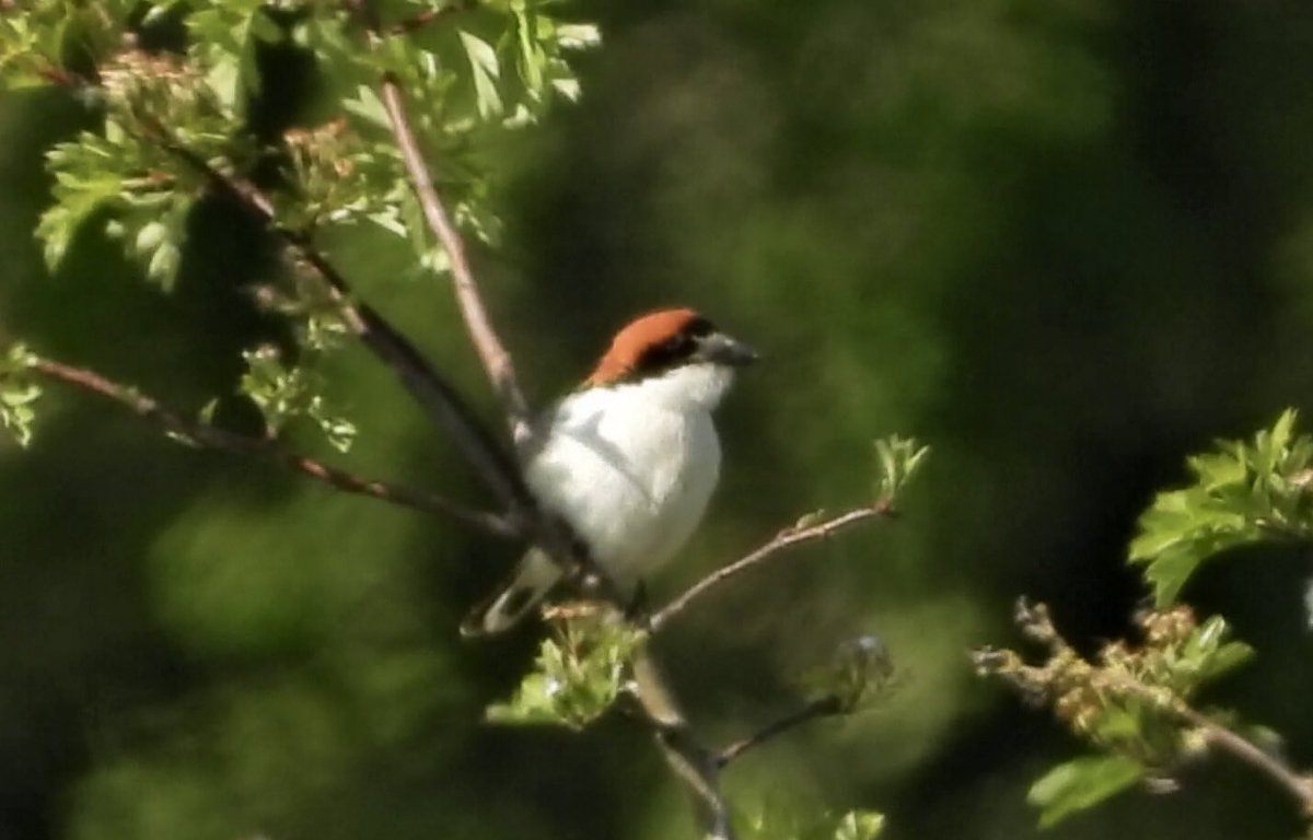 alanbodd's tweet image. Started the day at Halton Marshes, Lincs. with a Buff-Breasted Sandpiper & a bonus Little Gull, and finished with this Woodchat Shrike next to Stafford rugby club in Staffs.