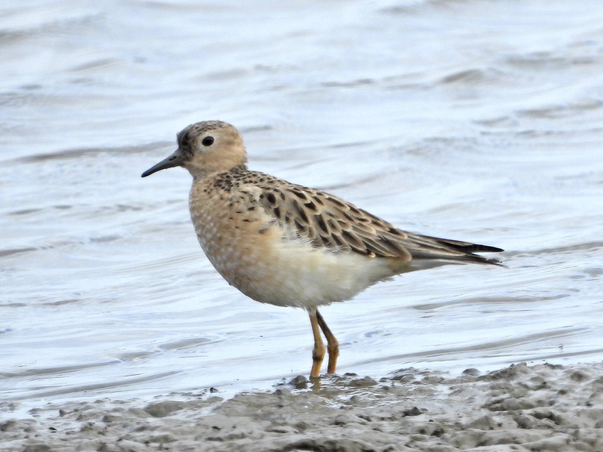 alanbodd's tweet image. Started the day at Halton Marshes, Lincs. with a Buff-Breasted Sandpiper & a bonus Little Gull, and finished with this Woodchat Shrike next to Stafford rugby club in Staffs.