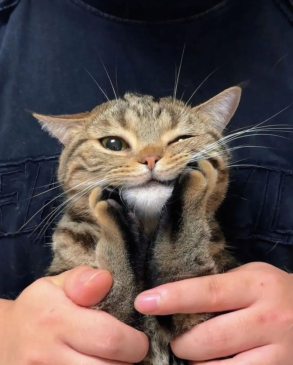 The Cats 𝕏 tweet media