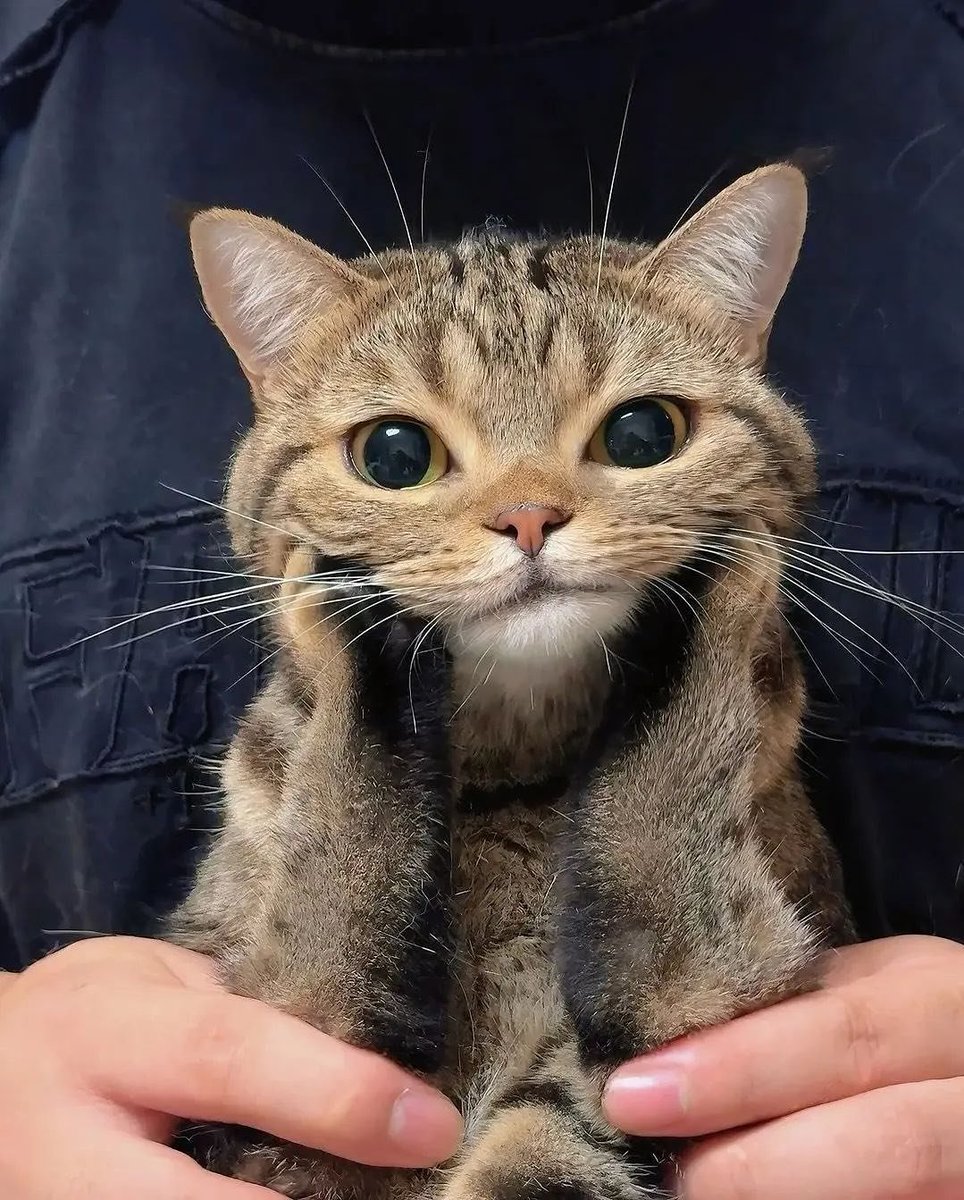 The Cats 𝕏 tweet media