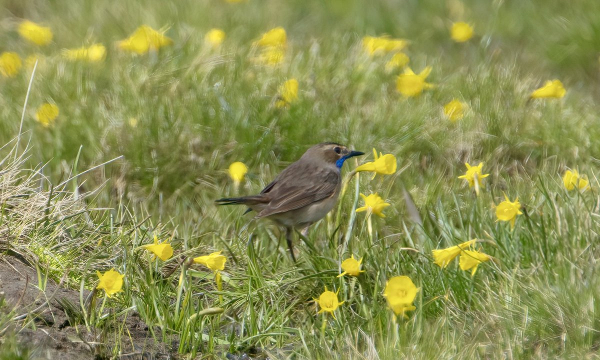 Great to be amongst the local #Bluethroat L.s. azuricollis on their breeding grounds high on the broom covered mountain slopes of La Covatilla.  4 males showing well and surprisingly easy to see from the car park.