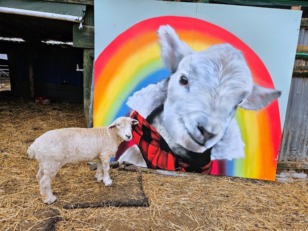 fars_sanctuary's tweet photo. If you came to our #SpringOpenDay you'll have seen this stunning portrait of #DonutLamb, spray-painted by an incredibly talented volunteer ๐จ๐๐๐
This masterpiece is one of many jaw-dropping paintings here at FARS ๐ฅฐ (Here's #RainSheep showing just how MASSIVE it is ๐ผ๐๐!) https://t.co/NPm2f9TPkS