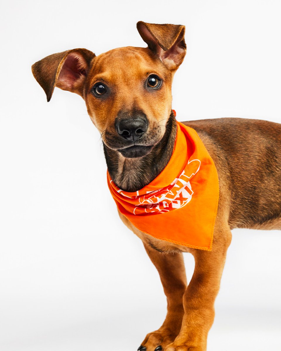 From Puppy Bowl MVP to overlooked pup… Callen’s journey to his forever home wasn’t as quick as his 40-yard dash.🏈💙🐾

Read his full story at animalcenter.org/success-storie…