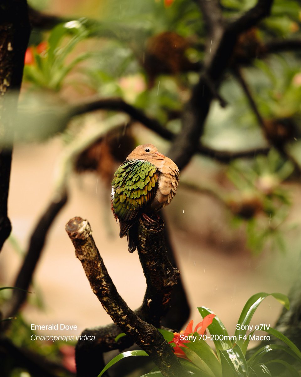 Sony | Alpha (@sonyalpha) on Twitter photo It's (photographing) green things season 🌿🐸🐛 Green photo series by <a href="/sm/">Sara Mauskopf</a>.darlington , shot with his Sony Alpha 7 IV + 70-200mm F4 Macro G OSS II + 18mm F1.8 in North Wales, Indonesia, and Australia. #SonyAlpha It's (photographing) green things season 🌿🐸🐛 Green photo series by <a href="/sm/">Sara Mauskopf</a>.darlington , shot with his Sony Alpha 7 IV + 70-200mm F4 Macro G OSS II + 18mm F1.8 in North Wales, Indonesia, and Australia. #SonyAlpha