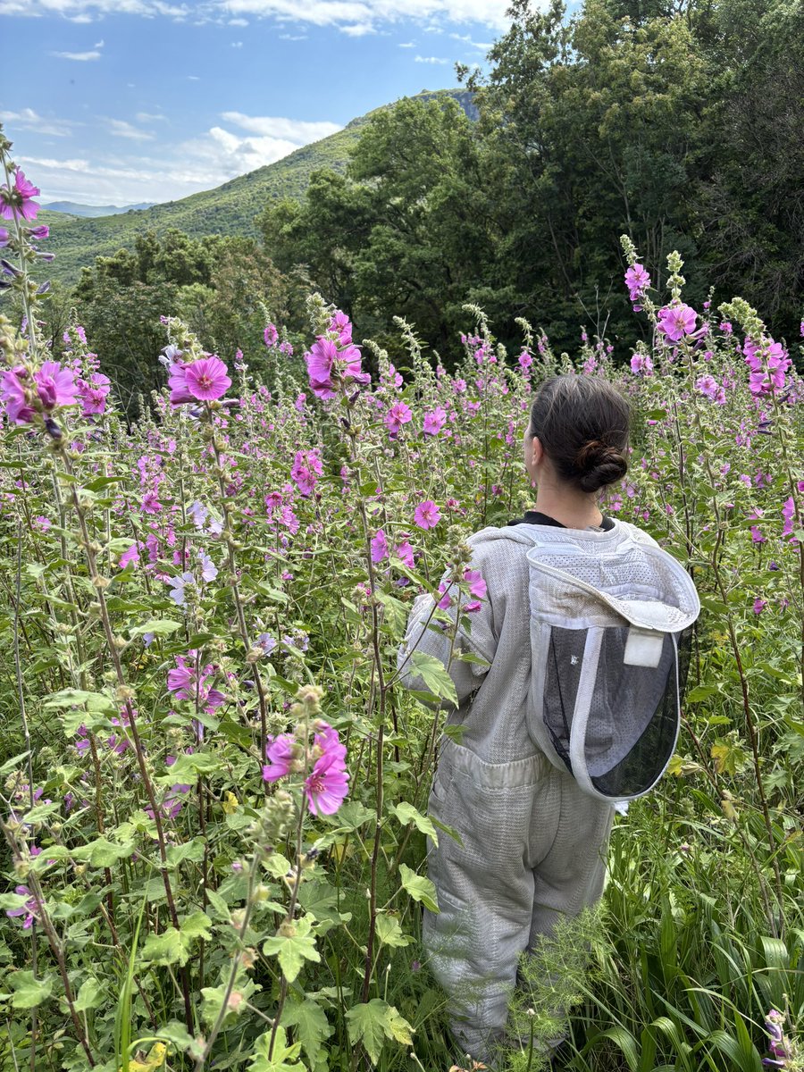 ApiCorsica's tweet photo. 🌺 Les abeilles ont trouvé leur paradis… et nous aussi.Ce rucher bordé de roses trémières est l’un de nos endroits préférés.
Un lieu où la nature parle fort, où les fleurs dansent avec le vent et où nos abeilles travaillent avec douceur et précision. #rosestrémières #rucher https://t.co/OYkmDgpWBY