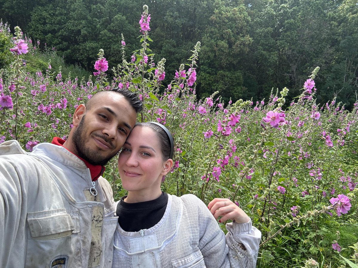 ApiCorsica's tweet photo. 🌺 Les abeilles ont trouvé leur paradis… et nous aussi.Ce rucher bordé de roses trémières est l’un de nos endroits préférés.
Un lieu où la nature parle fort, où les fleurs dansent avec le vent et où nos abeilles travaillent avec douceur et précision. #rosestrémières #rucher https://t.co/OYkmDgpWBY