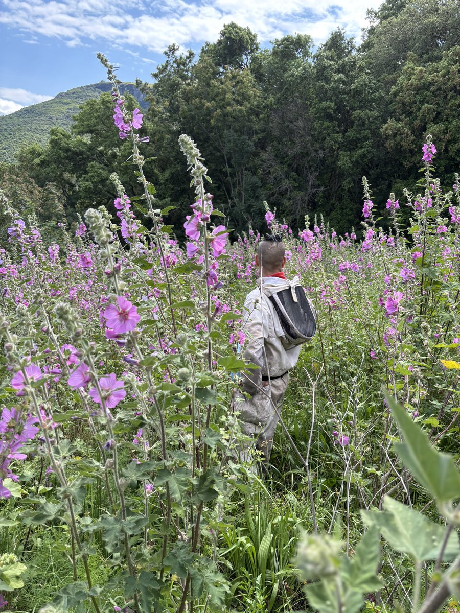 ApiCorsica's tweet photo. 🌺 Les abeilles ont trouvé leur paradis… et nous aussi.Ce rucher bordé de roses trémières est l’un de nos endroits préférés.
Un lieu où la nature parle fort, où les fleurs dansent avec le vent et où nos abeilles travaillent avec douceur et précision. #rosestrémières #rucher https://t.co/OYkmDgpWBY