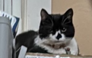 MerlintheCat9's tweet photo. Happy #Caturday #CatsOfTwitter  #CatsOfX https://t.co/IItTVmtKmv