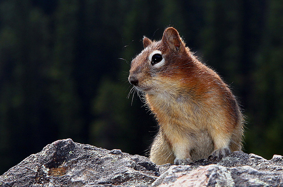 Dr. Dolittle (@drdoscienceblog) on Twitter photo Some like it hot: Genetic twists in warm hibernation discussed at last month's #2025APS
lifelinesblog.com/2025/05/17/som…
#animals #health #science #medicine #space <a href="/APS_CEPS/">APS Comparative and Evolutionary Physiology</a> <a href="/APSPhysiology/">American Physiological Society</a> Some like it hot: Genetic twists in warm hibernation discussed at last month's #2025APS
lifelinesblog.com/2025/05/17/som…
#animals #health #science #medicine #space <a href="/APS_CEPS/">APS Comparative and Evolutionary Physiology</a> <a href="/APSPhysiology/">American Physiological Society</a>