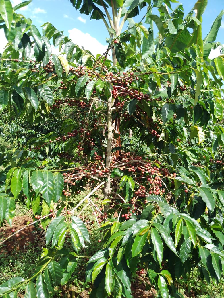 AgronomistKAMI's tweet photo. Coffee farming in Mbozi is our traditional business, happy to see this cherry ready for harvesting after a long journey. https://t.co/h0RZELuaZe