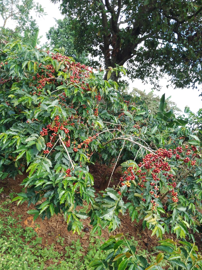 AgronomistKAMI's tweet photo. Coffee farming in Mbozi is our traditional business, happy to see this cherry ready for harvesting after a long journey. https://t.co/h0RZELuaZe