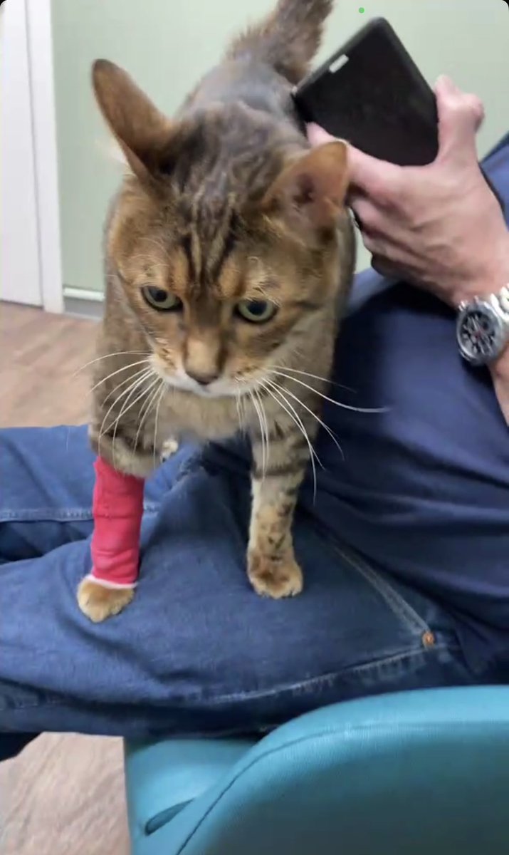 LokitheB's tweet image. Happy Caturday Fwenz! After a whole weekz of vettyz appointmentz, testz and worriez, I amz on the wayz to recoveriez! Any fwenz with Triaditiz pleazes talk to The Human about howz to alter dietz! 😸 #teambengal #caturday #CatsOfTwitter #triaditis