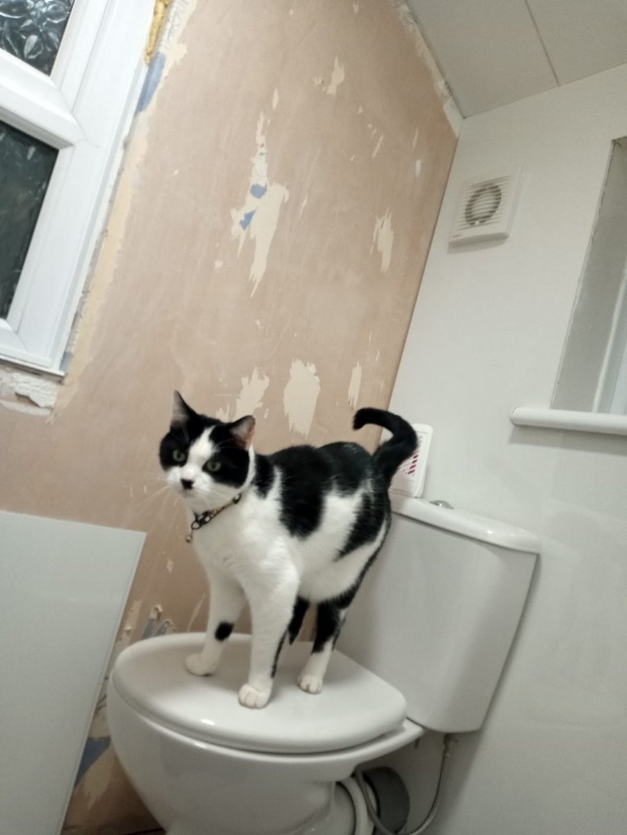 #Hedgewatch Bathroom nearly finished. I'm just checking out the new toilet....staring at Daddy in the bath 😹😹😹