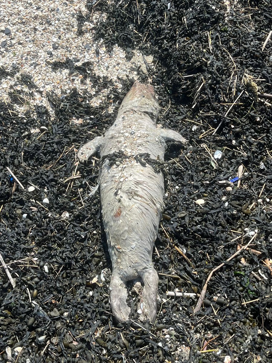 Reddings Team Zeedieren NL tweet media