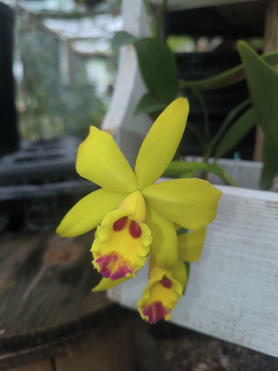 We currently have a beautiful selection of cattleyas! This post should serve as a special heads up to our customers that follow us online. Come see us! 111 Heights Blvd. 713-526-0018. #orchids #Cattleya #houston #summer #rare