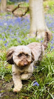 millypod1's tweet photo. DOTTIE HOME SAFE. THANKS FOR RT's 😊🐕🐾
🆘16 MAY 2025 #Lost DOTTIE #ScanMe #SausageArmy
YOUNG Brown/White MIN Dachshund x Poodle Female
Corbet Woods #Grinshill #Shropshire #SY4 https://t.co/qOchCtiueE https://t.co/I71ew0I6EZ