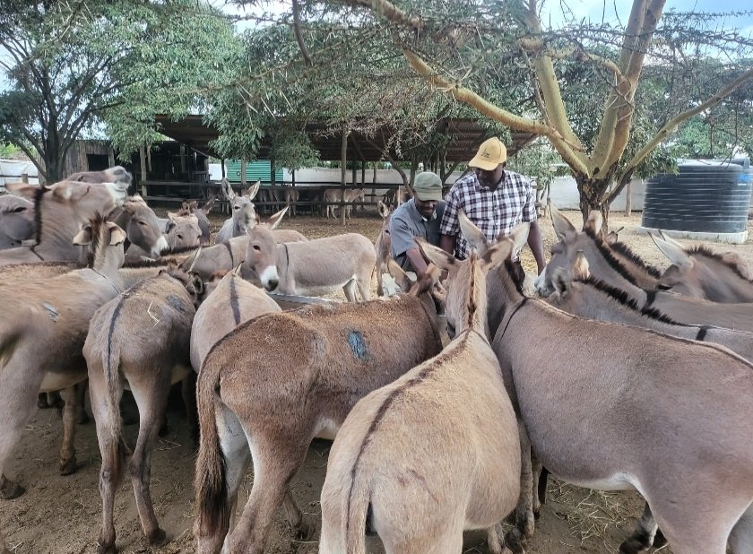 Today is World Donkey Day. I appreciate the people who have sacrificed everything to ensure our Donkeys are safe and protected. I am a product of Donkey Sweat. We will streamline the Veterinary Practice to ensure that only licensed practitioners issue the Animal Movement Permit.