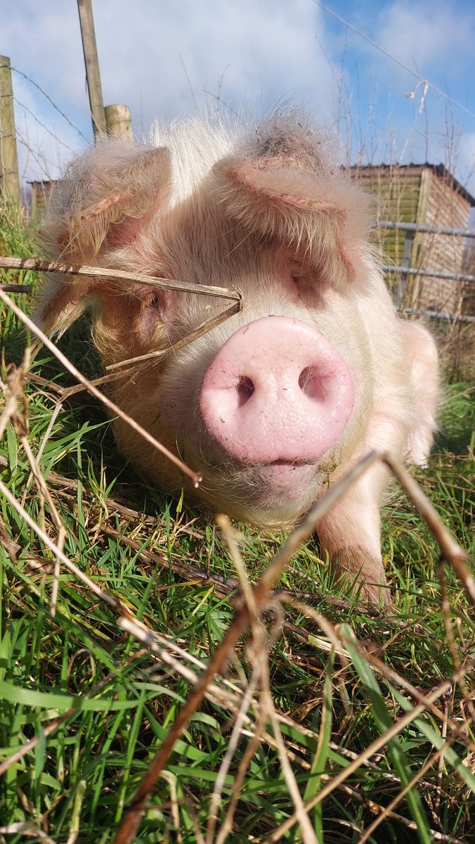 RathboneKim's tweet image. Pigoneer Pig Of The Day Apollo!
Apollo has found a nice sunny spot and has gone into full chillax mode.🐷😎
Please join our #Pigoneer club to help keep the sanctuary running, funds are at an all time low.
Only £2.50/$3.50 a month⬇️
globalvegancrowdfunder.org/pigoneer-2000-…