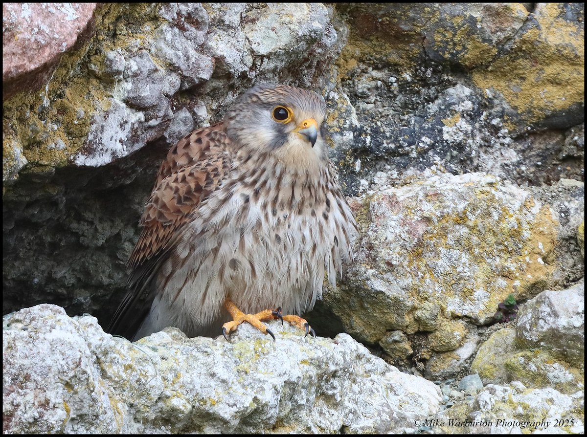 Mike Warburton (@_mikewarburton) on Twitter photo Female #Kestrel at the nest cavity in the #BreconBeacons last week. #wales #birds #wildlife #nature #raptor #falcon <a href="/CanonUKandIE/">Canon UK and Ireland</a> <a href="/BBCSpringwatch/">BBC Springwatch</a> <a href="/BannauB/">Bannau Brycheiniog (Brecon Beacons) National Park</a> <a href="/RSPBCymru/">RSPB Cymru</a> <a href="/_BTO/">BTO</a> <a href="/NatGeoPhotos/">Nat Geo Photography</a> <a href="/WildlifeMag/">BBC Wildlife</a> <a href="/BBCEarth/">BBC Earth</a> <a href="/Natures_Voice/">RSPB</a> <a href="/Hawkandowluk/">Hawk and Owl Trust</a> Female #Kestrel at the nest cavity in the #BreconBeacons last week. #wales #birds #wildlife #nature #raptor #falcon <a href="/CanonUKandIE/">Canon UK and Ireland</a> <a href="/BBCSpringwatch/">BBC Springwatch</a> <a href="/BannauB/">Bannau Brycheiniog (Brecon Beacons) National Park</a> <a href="/RSPBCymru/">RSPB Cymru</a> <a href="/_BTO/">BTO</a> <a href="/NatGeoPhotos/">Nat Geo Photography</a> <a href="/WildlifeMag/">BBC Wildlife</a> <a href="/BBCEarth/">BBC Earth</a> <a href="/Natures_Voice/">RSPB</a> <a href="/Hawkandowluk/">Hawk and Owl Trust</a>
