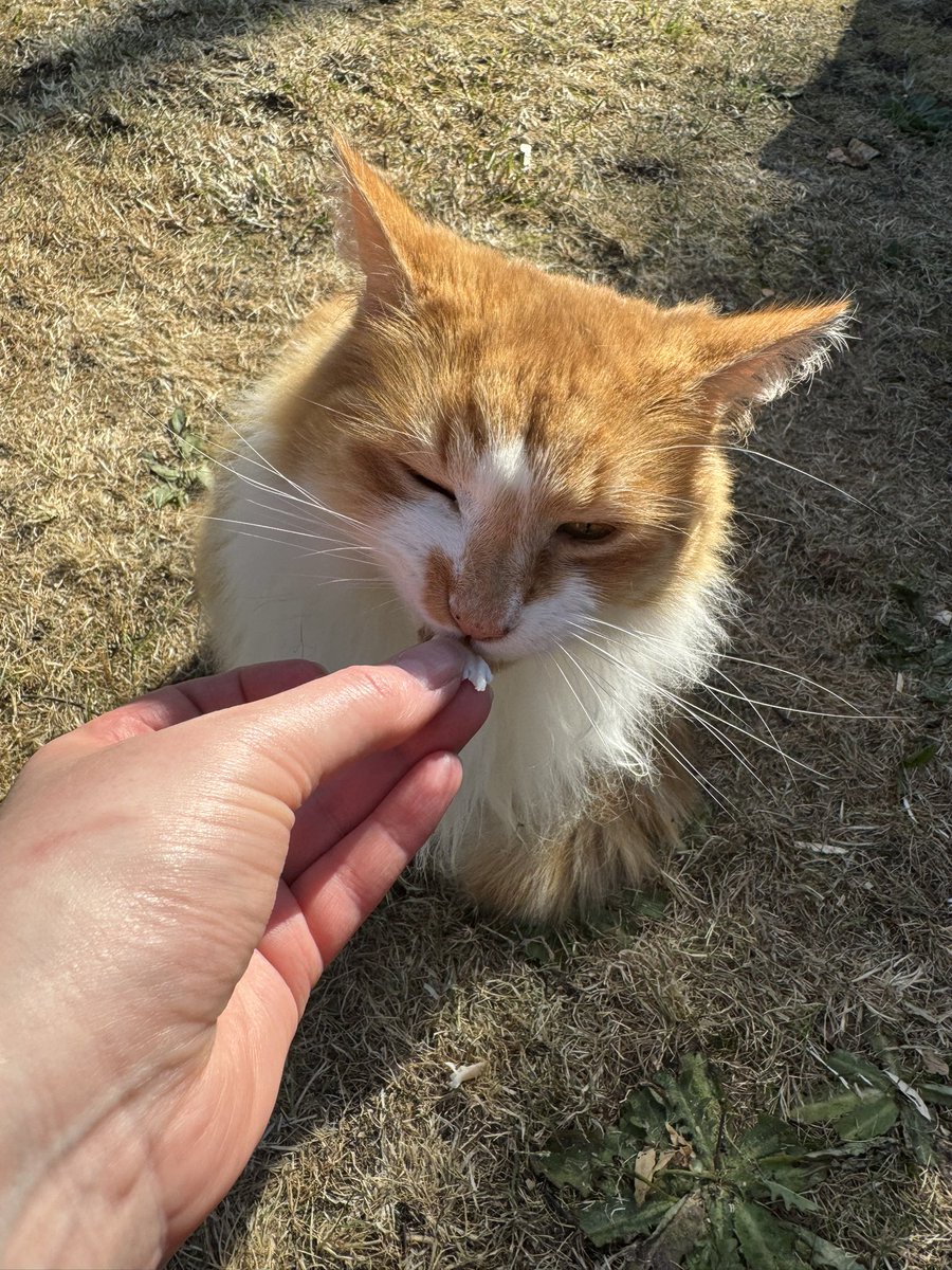 Family bbq means all da family and mew betcha I got my steak and fishie 😻 #Hedgewatch #CatsOfTwitter #catsonx