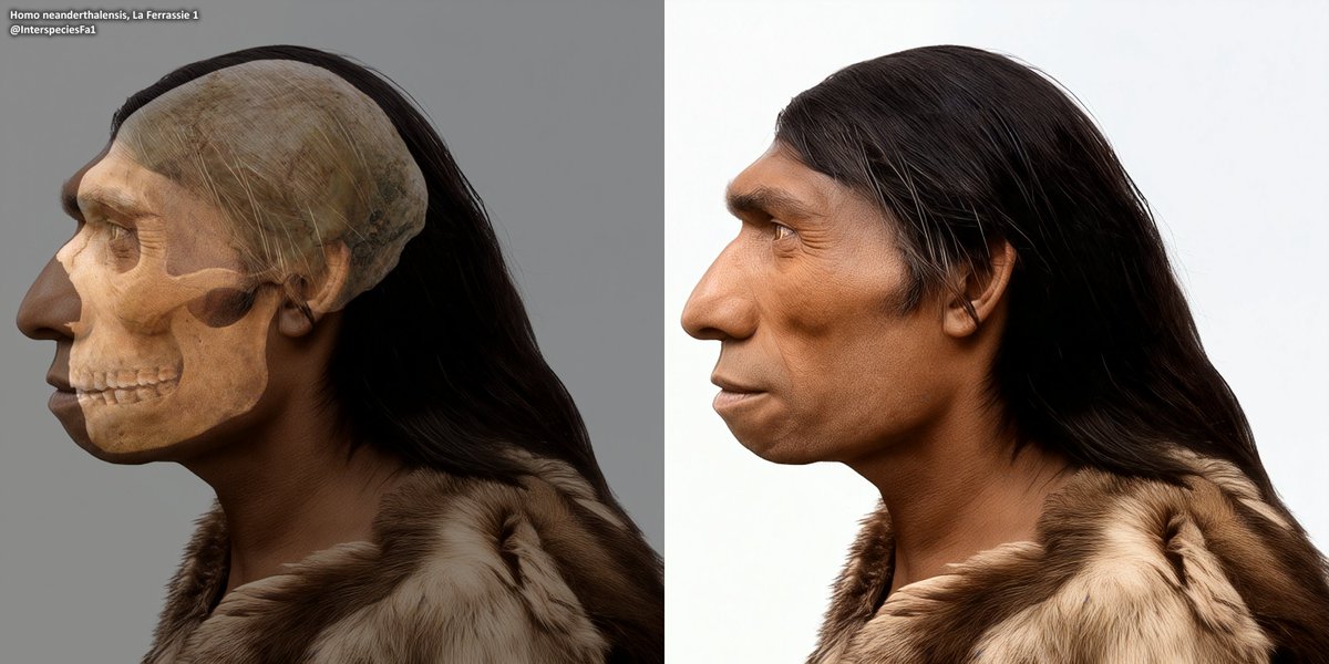 Quality update for my representation of La Ferrassie 1, a Neanderthal man, with fairly minor adjustments, slight refinement of texture, and an accompanying profile view.
The soft tissue of this look was more inspired by modern populations, such as Fuegians, rather than apes.