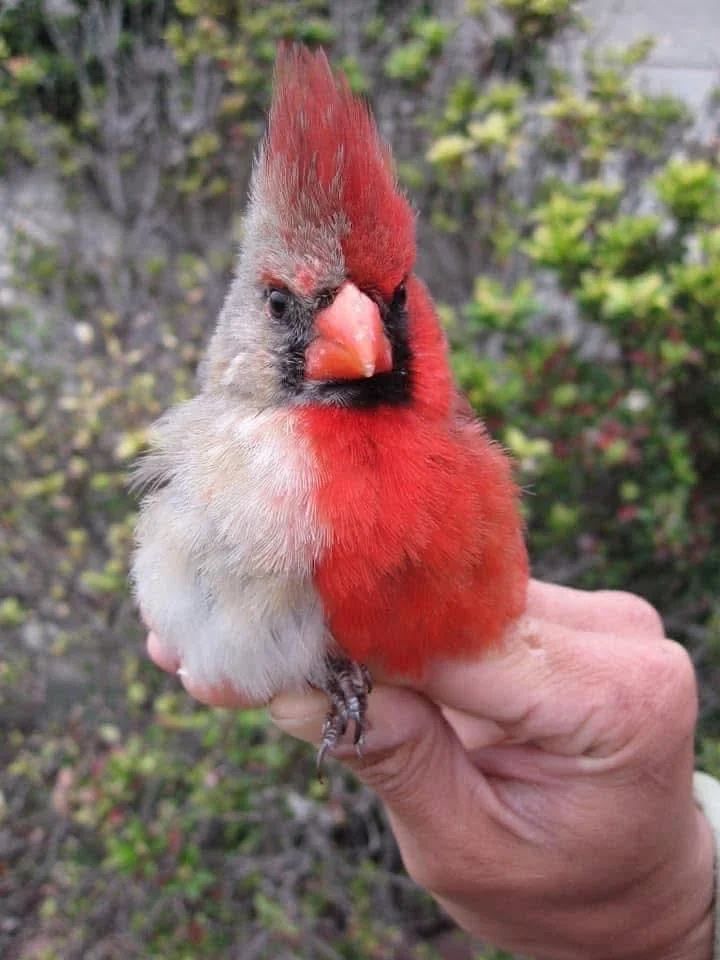 Gynandromorphism in a Cardinal