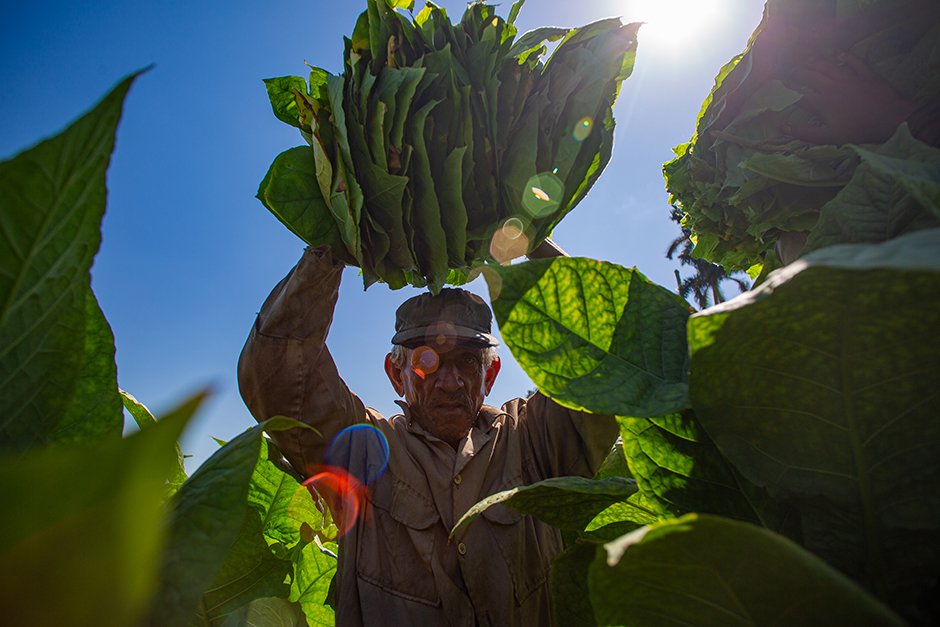 Hoy 17 de mayo celebramos  el Día del Campesino en #Cuba, lleguen nuestras felicitaciones a todos los campesinos que día tras día  trabajan por producir más alimentos.
¡Feliz Día!
<a href="/AlbertoLopezcu/">Alberto López Díaz</a>
<a href="/NelsonAriasMor1/">Nelson Arias Moreno</a>