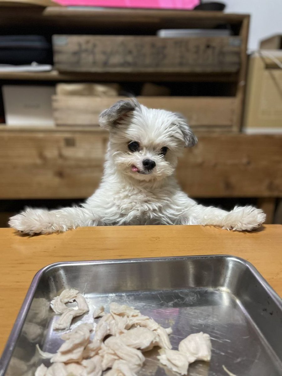 twaniimals's tweet photo. https://t.co/K6GwASl8Nj