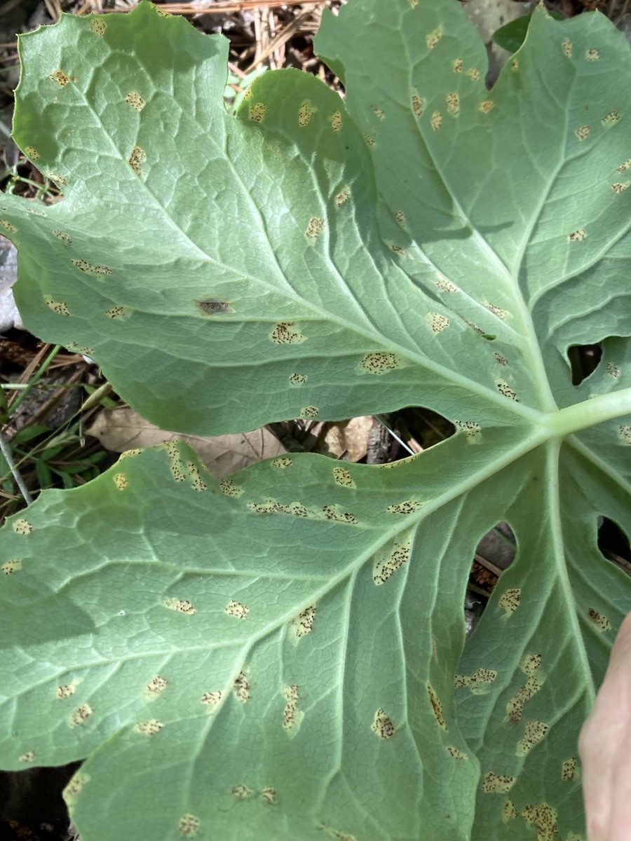 Mayapple rust is striking, with angular yellow spots on the upper surface of the leaf. Spores are produced on the underside of the leaf. This leaf has brown telial pustules. A different spore stage is orange and powdery. Mayapple is the only plant this fungus infects. #MSUext
