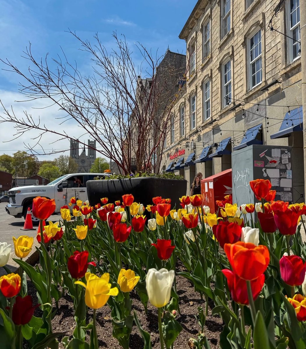 The tulips in Downtown Guelph are officially out! 🌷
