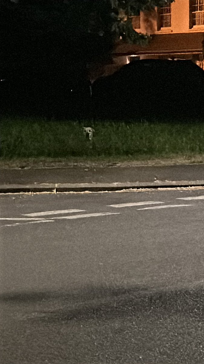 I saw this dog near Wandsworth Common. I think he’s lost. I tried to come back and get him but he’d run off. If anyone in #wandsworth or #battersea or #Earlsfield is missing a dog.