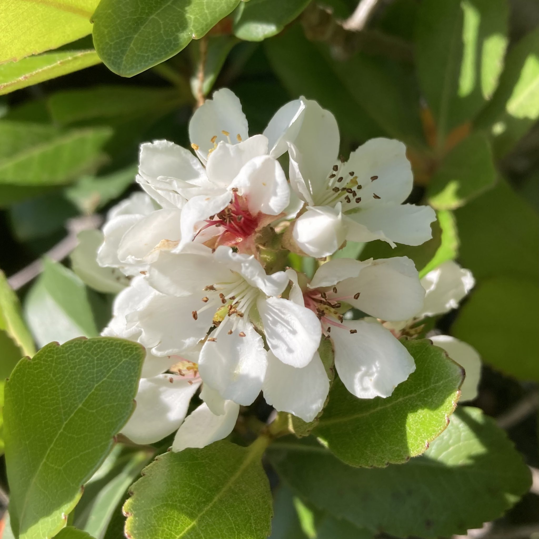 愛の花♡ ドークラックソーンプラクルアン緑ハート