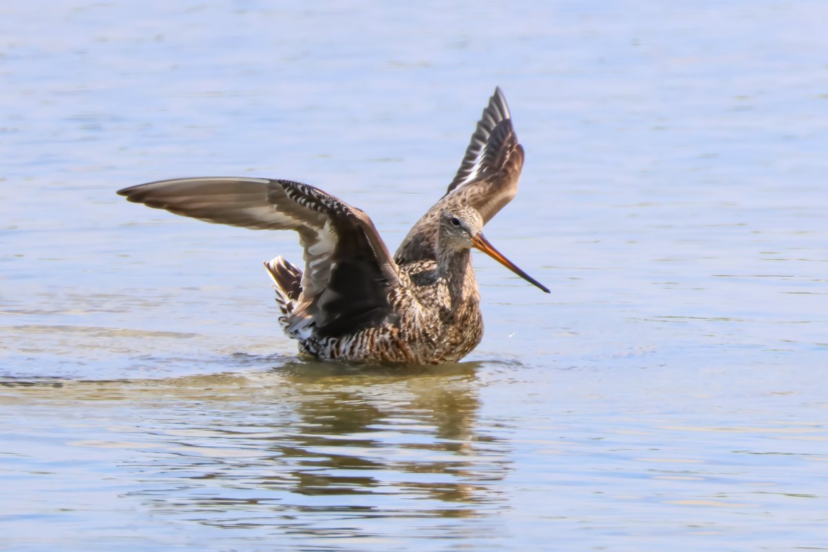 BlaenavonNature's tweet image. Having missed the Hudsonian Godwit yesterday evening it was great to see her this morning. Harsh light and heat haze were an issue but managed a few OK shots.
