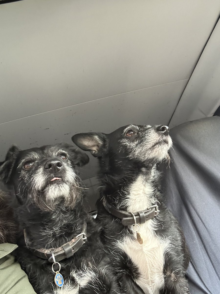 DiddyBumpkin's tweet photo. @PuppiesIover Yup, meet Norman and Dennis “Da Management” https://t.co/y6fMaVI2VZ