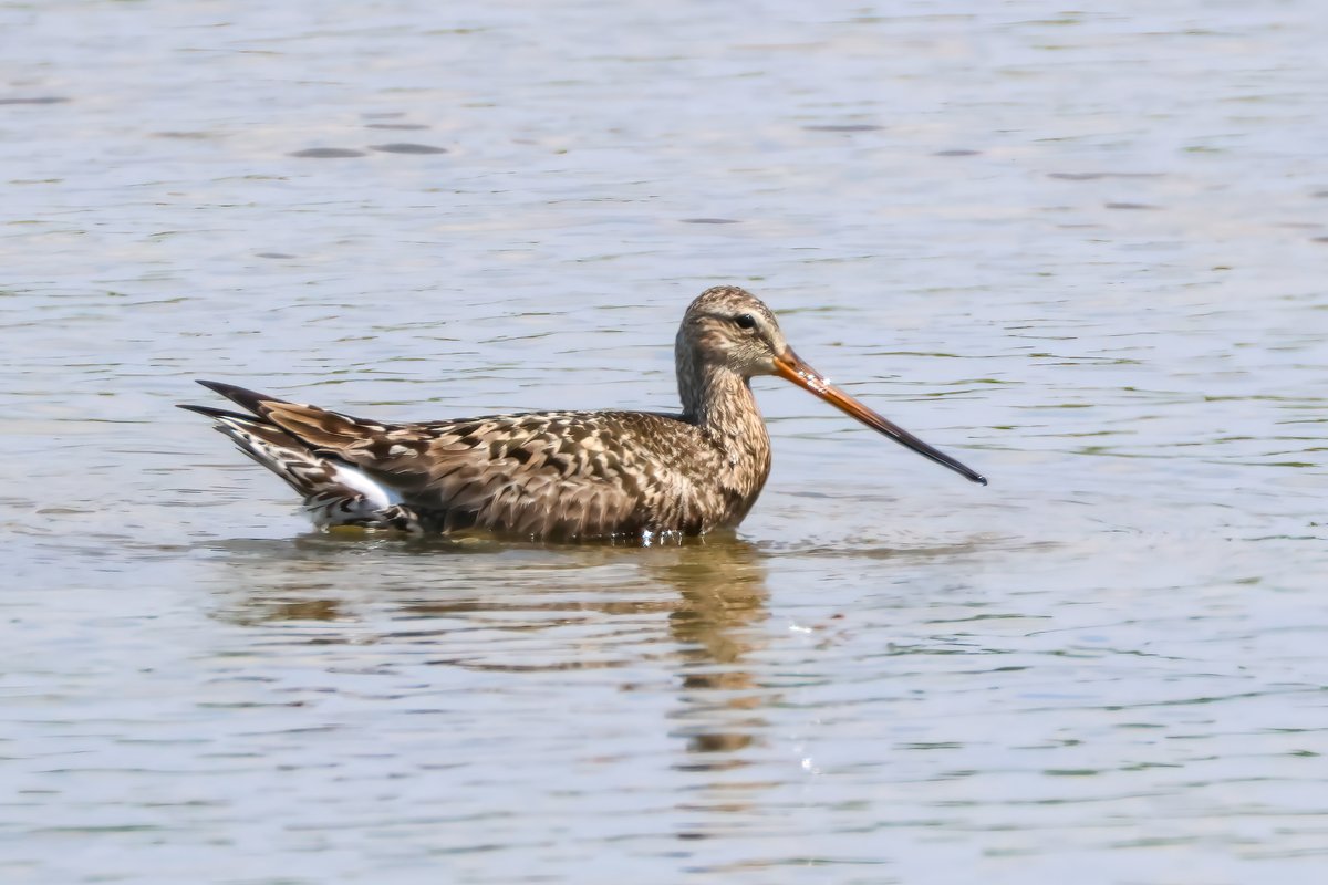 BlaenavonNature's tweet image. Having missed the Hudsonian Godwit yesterday evening it was great to see her this morning. Harsh light and heat haze were an issue but managed a few OK shots.