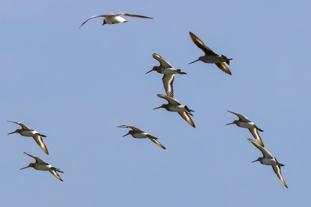 BlaenavonNature's tweet image. Having missed the Hudsonian Godwit yesterday evening it was great to see her this morning. Harsh light and heat haze were an issue but managed a few OK shots.