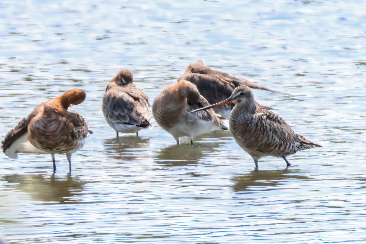 BlaenavonNature's tweet image. Having missed the Hudsonian Godwit yesterday evening it was great to see her this morning. Harsh light and heat haze were an issue but managed a few OK shots.