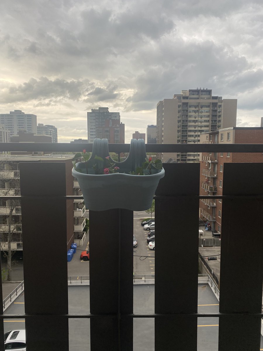 I did gardening today!  We’re going to try and grow some vegetables! And we have some pretty flowers too! 🌺🐾🥰❤️#greenthumb #dogsofX