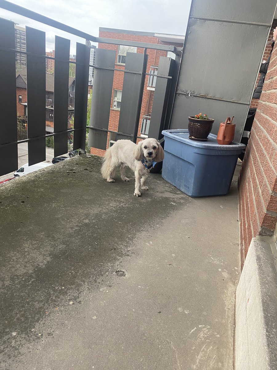 Hamish in Hamilton 🦴🐾🇨🇦 tweet media