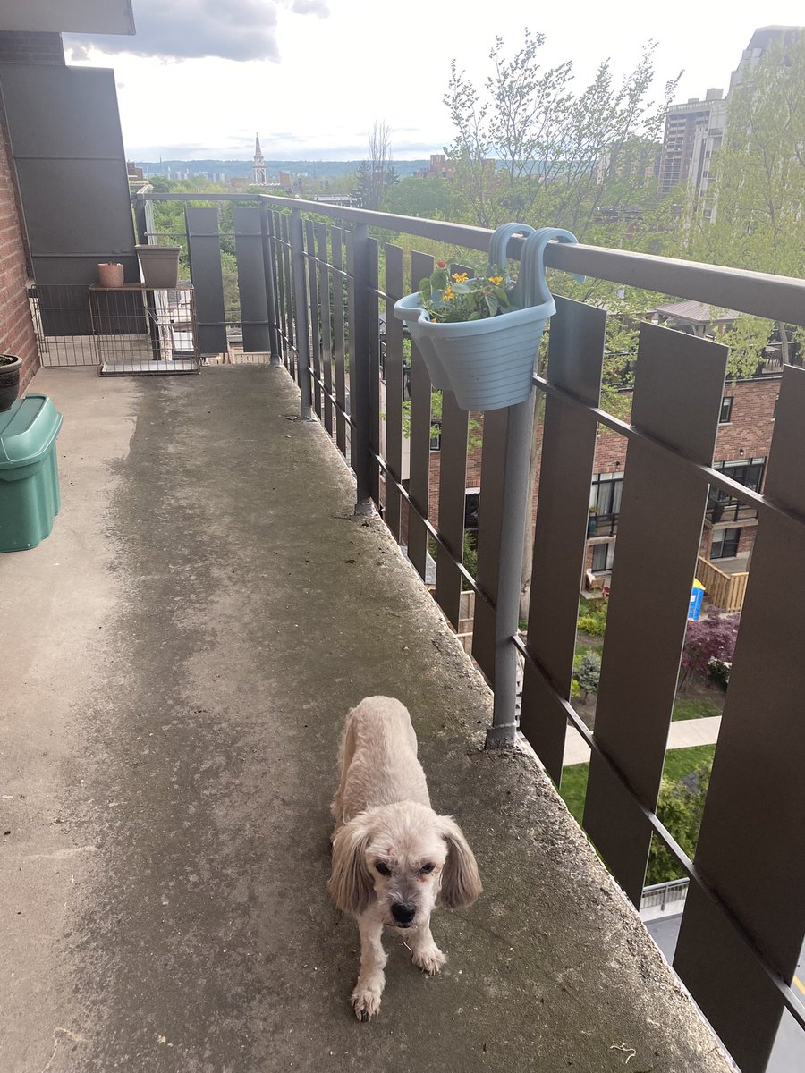 More pictures of my gardening today! 😎🐾🌸