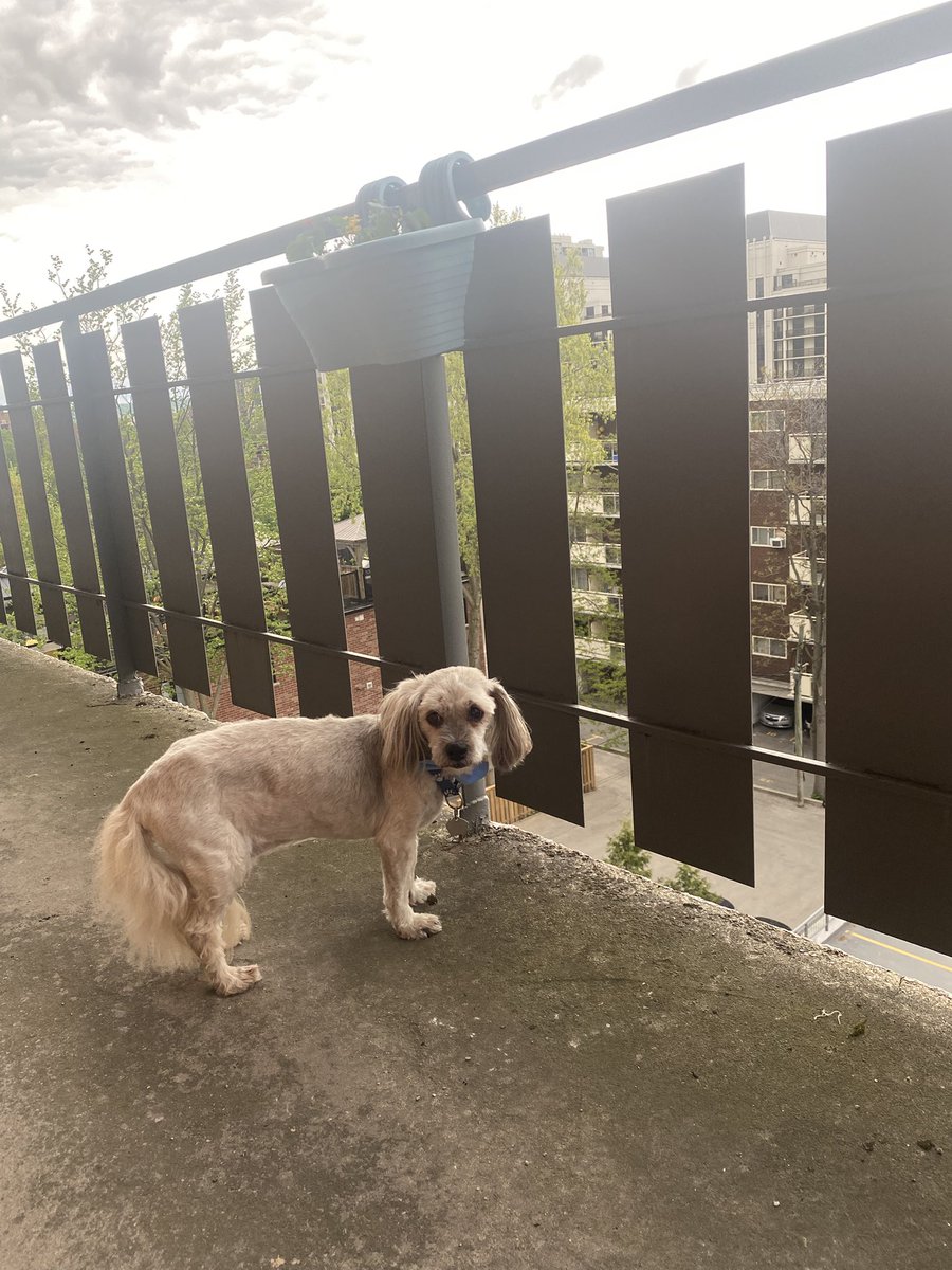 Hamish in Hamilton 🦴🐾🇨🇦 tweet media