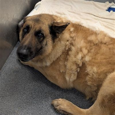 Suspense4568's tweet photo. 🆘GRAVE DANGER FULL SHELTER‼️
FOSTER WE WILL OFFER💵MUST HELP 2 - 4 WEEKS
OUT OF STATE ADOPT
⚠️DIES 5/18 #DallasTX EMAIL BY 11 AM
✨Max #A1248620
11 YR SOCIAL💔#Seniordog DUMPED BY OWNERS AT FULL SHELTER #GermanSheperd 
https://t.co/oAyvrta9zf
#dogsoftwitter #Frisco #dfw #Garland https://t.co/zpqqJ77uyN