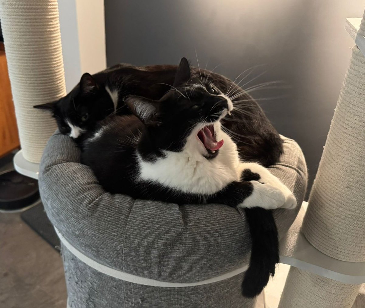 On my way to #googleio! Leaving the cats at home 🏡