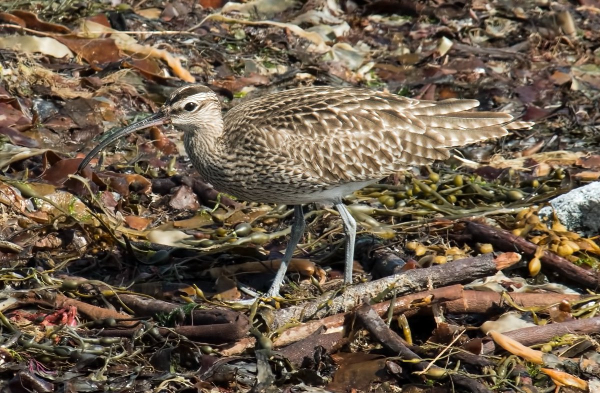 WhitleyBirder's tweet image. So, that’s a wrap on the Scotland trip for another year! Magical as always, with all the regulars doing their bit, plus a self-found Surf Scoter at Balranald on Monday morning. Until next year…