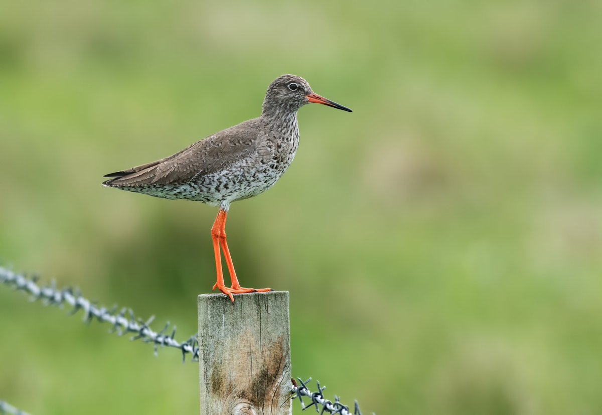 WhitleyBirder's tweet image. So, that’s a wrap on the Scotland trip for another year! Magical as always, with all the regulars doing their bit, plus a self-found Surf Scoter at Balranald on Monday morning. Until next year…