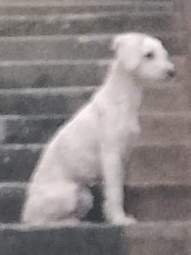AlertaMePerdi's tweet photo. #PERDIDO #GUAYAQUIL
Nombre: #TARZAN
Fecha: 13/05/25
Sector: Centro, Cerro Santa Ana, Callejón Las Cuevas
Sexo: Macho
Raza: French
Obsv.: Tenía todo el pelaje rasurado. VISTO POR ÚLTIMA VEZ EN PUERTO SANTA ANA
Contacto: 0994234418-0995155811
SE OFRECE RECOMPENSA
#AlertaMePerdí https://t.co/HFkbEjvq9k