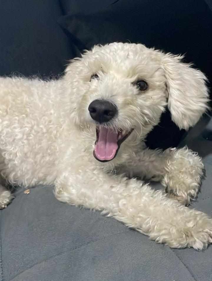 AlertaMePerdi's tweet photo. #PERDIDO #GUAYAQUIL
Nombre: #TARZAN
Fecha: 13/05/25
Sector: Centro, Cerro Santa Ana, Callejón Las Cuevas
Sexo: Macho
Raza: French
Obsv.: Tenía todo el pelaje rasurado. VISTO POR ÚLTIMA VEZ EN PUERTO SANTA ANA
Contacto: 0994234418-0995155811
SE OFRECE RECOMPENSA
#AlertaMePerdí https://t.co/HFkbEjvq9k