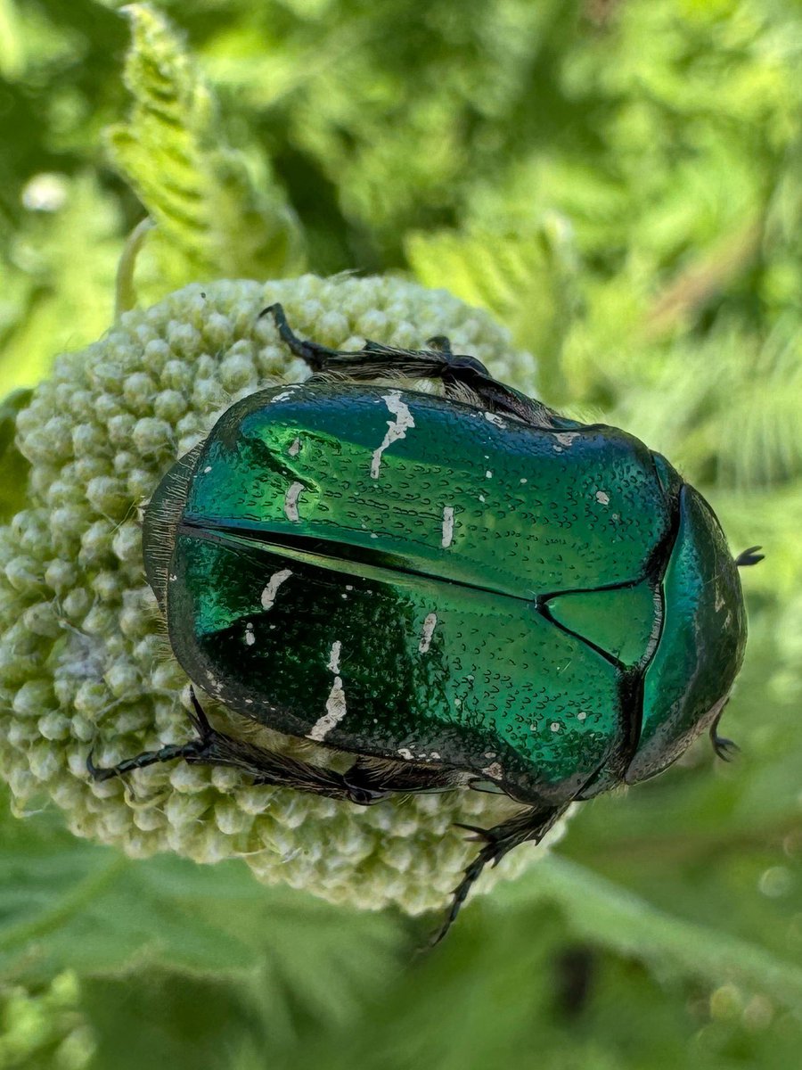 Helen Valentine tweet media