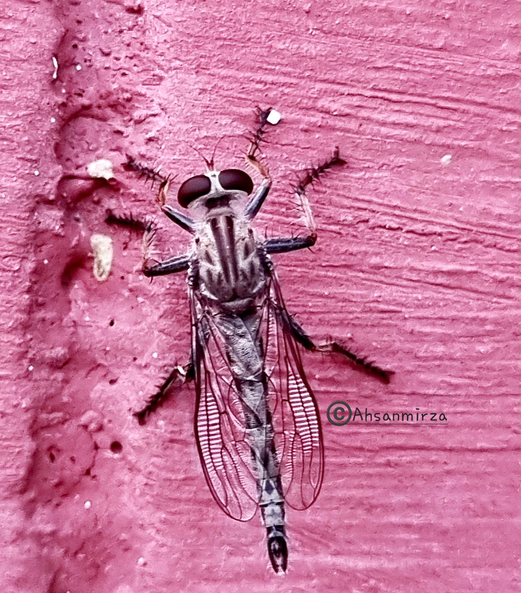 Fine photograph of Machimus sp. belongs to family Asilidae. Also called assassin flies. In evening they sit for sun basking on fancing wall. 
Location:- Botanical garden and nature park, #Chandigarh.
#diptera 
#insects 
#entomology 
#photographylovers