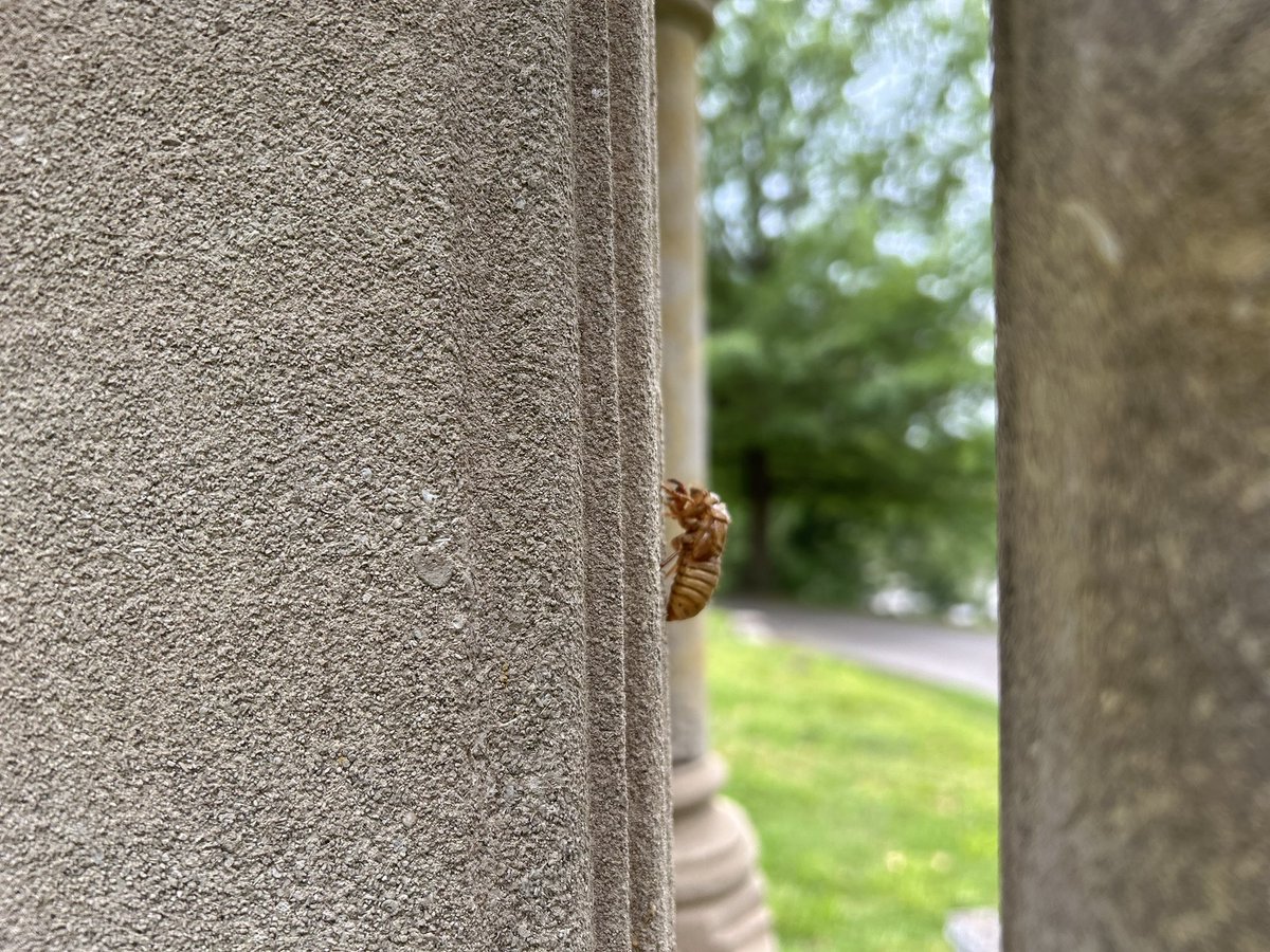 southernpod_'s tweet photo. Seventeen years underground… and they chose a cemetery to break free. Happy #BroodXIV season from Riverside Cemetery in Asheville, NC ~Shannon https://t.co/cbOMHthWTy